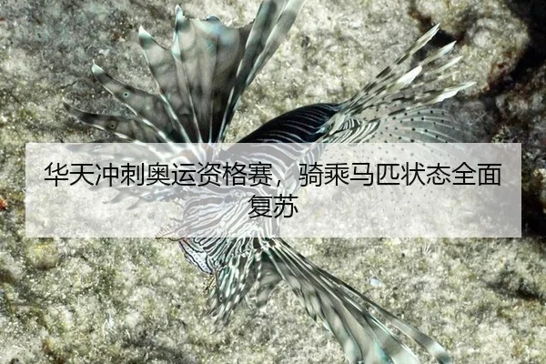 hua-tian-chong-ci-ao-yun-zi-ge-sai-qi-cheng-ma-pi-zhuang-tai-quan-mian-fu-su-3-676.jpg
